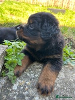 Rottweiler dogs *** Pedigree Rottweilers due 4th dec*** - Advert 8