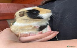 Guinea Pig rodents for sale: Guinea pigs  - Image 3
