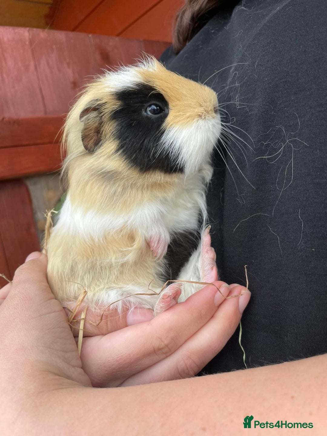 Guinea Pig rodents for sale: Guinea pigs  - Image 3