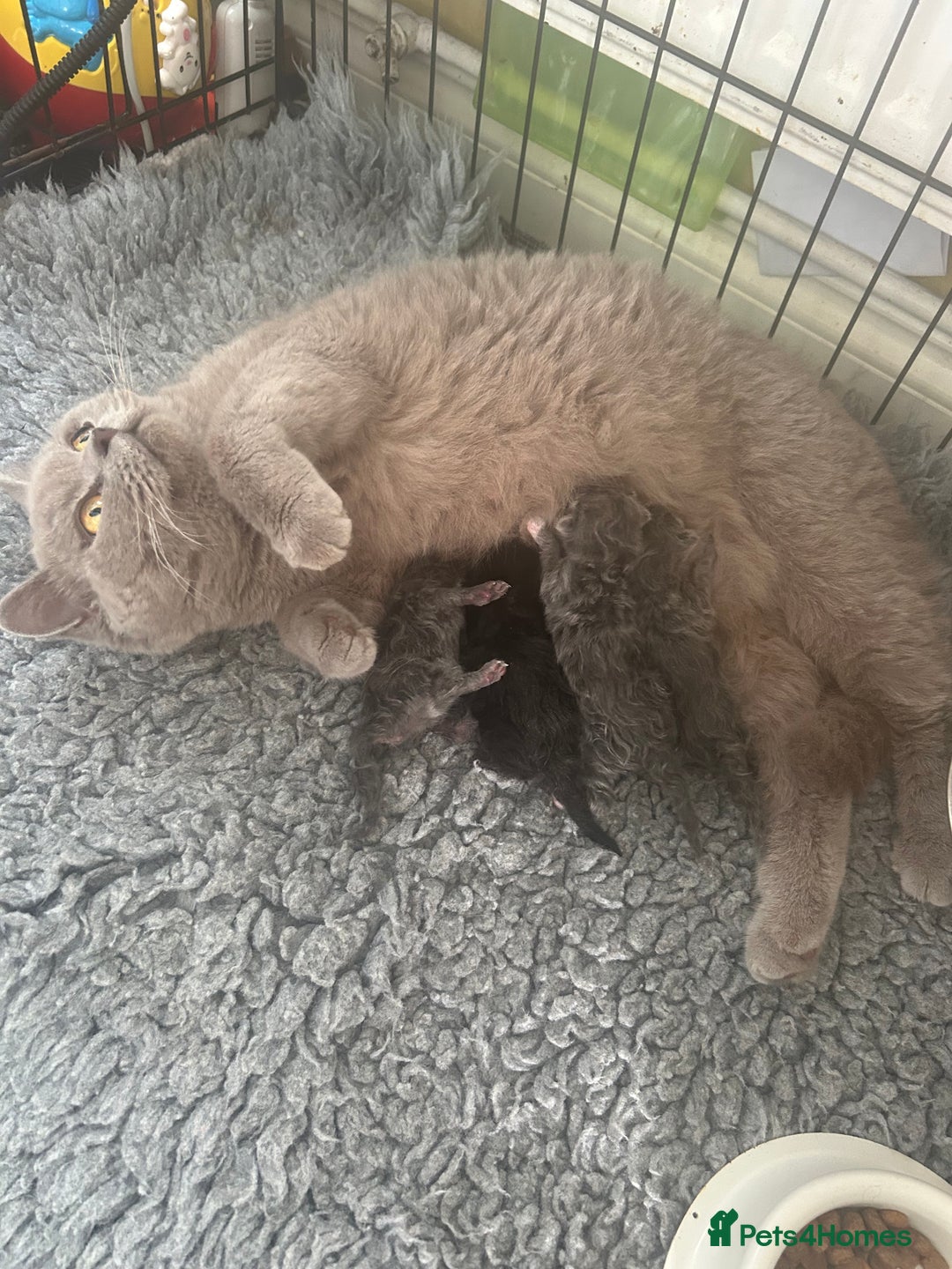 British Shorthair cats for sale: Beautiful British shorthair x kittens - Image 19