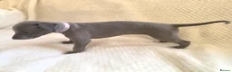 Whippet dogs for sale:  Beautiful blue whippet pups ror sale - Advert 10