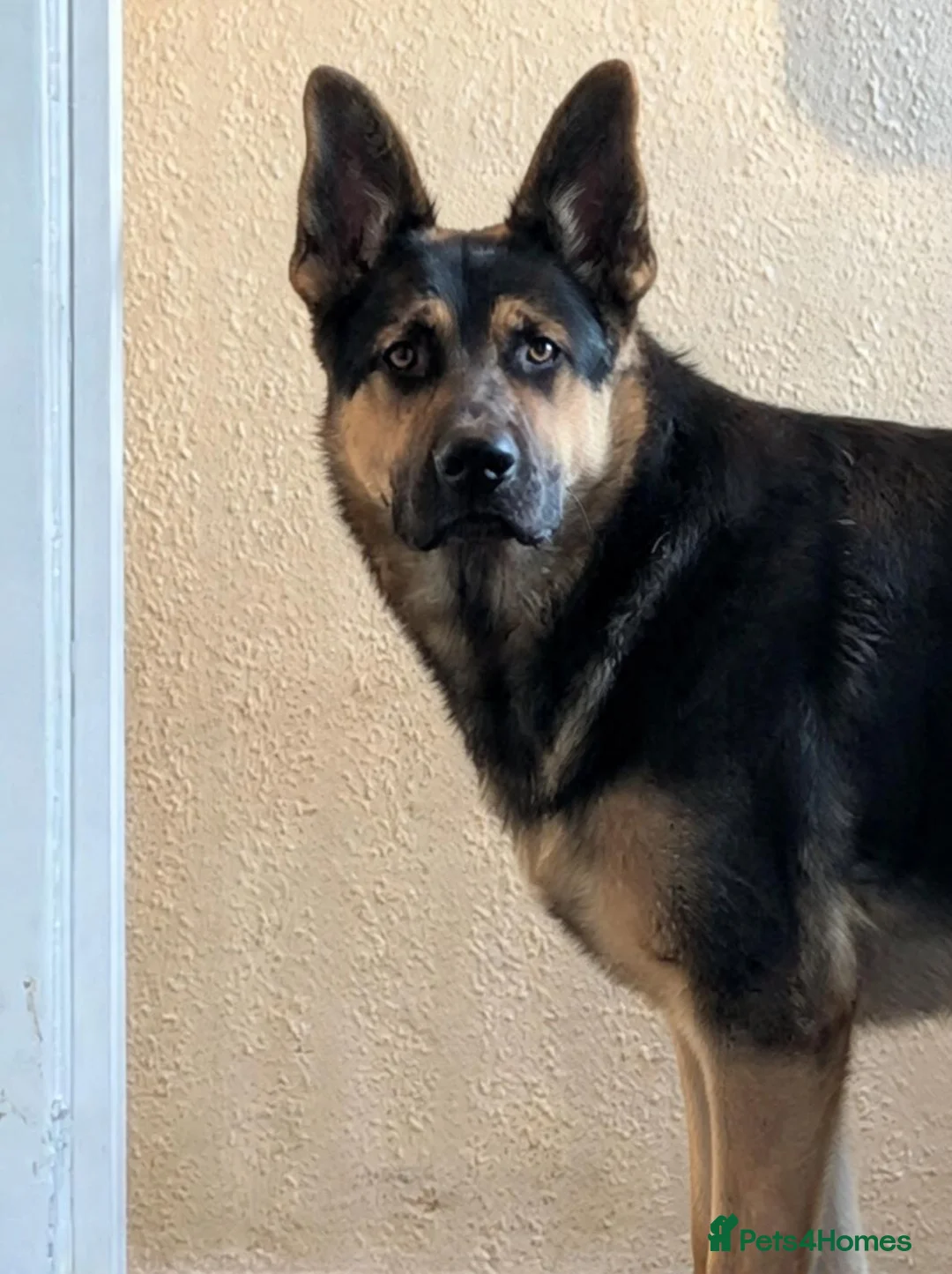 German Shepherd dogs for sale: Handsome young male german shepherd  - Advert 2