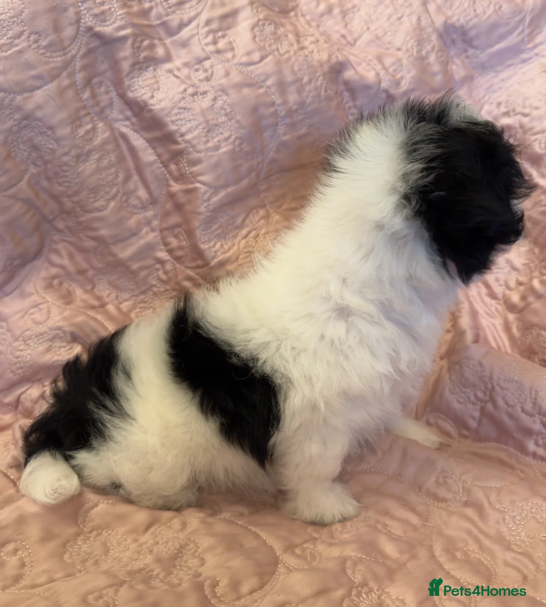 Mixed Breed dogs for sale: Unique Jatese puppies (toy breed) - Advert 4