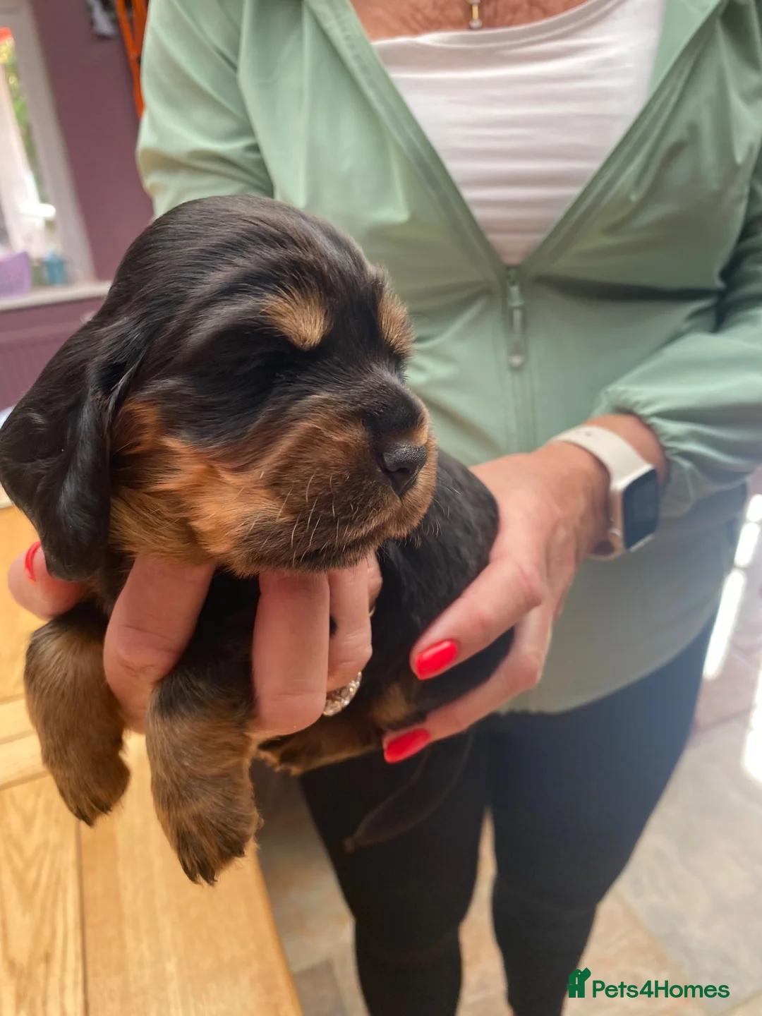 Cocker Spaniel dogs for sale: Working Cocker Spaniel puppies - Advert 12