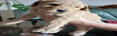 Goldendoodle Puppy 5