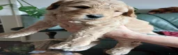 Goldendoodle dogs for sale: Goldendoodle puppies - Advert 7