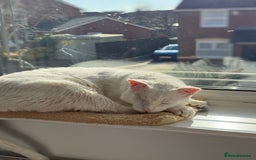 Arabian Mau cats for sale: William for rehoming - Image 4