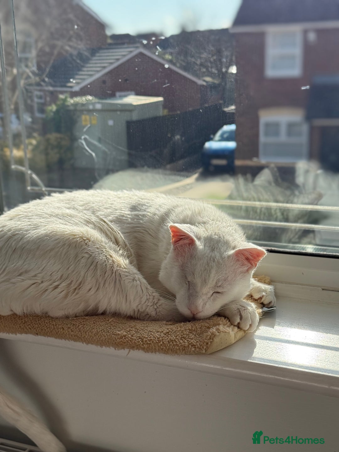 Arabian Mau cats for sale: William for rehoming - Image 4