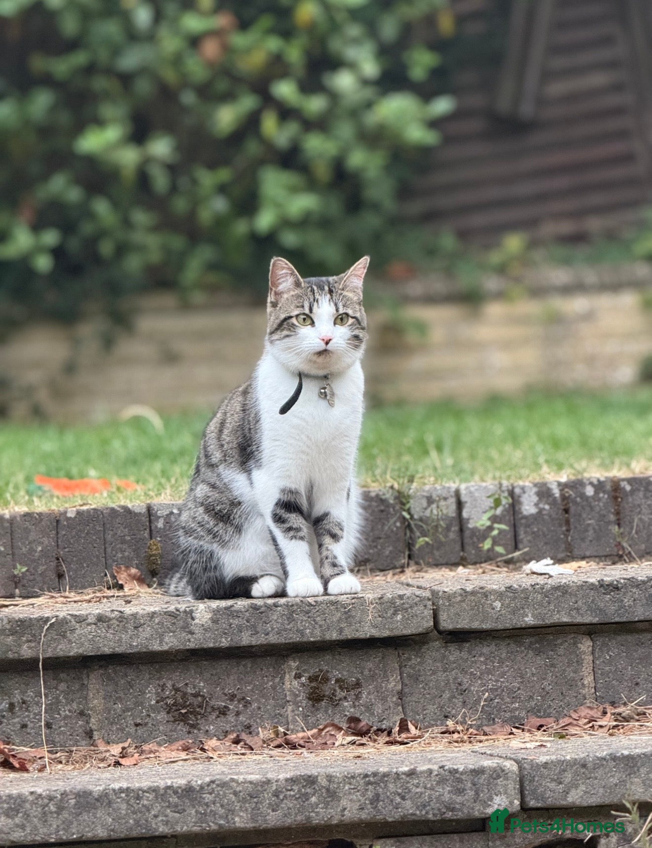 Domestic Shorthair cats Two loving cats for sale - Advert 5