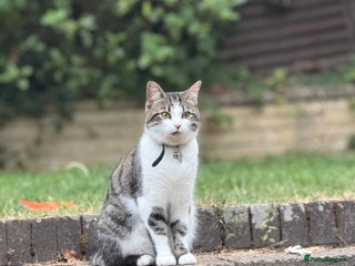 Domestic Shorthair cats Two loving cats for sale - Advert 1