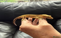 Gecko reptiles for sale: Crested gecko - Image 4
