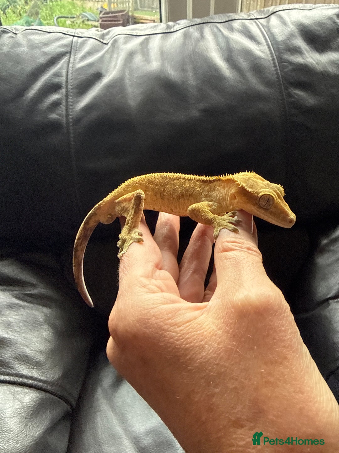 Gecko reptiles for sale: Crested gecko - Image 4