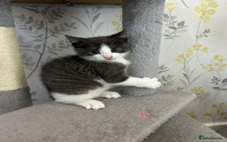 British Shorthair cats for sale: British short hair x tabby kittens  - Image 8