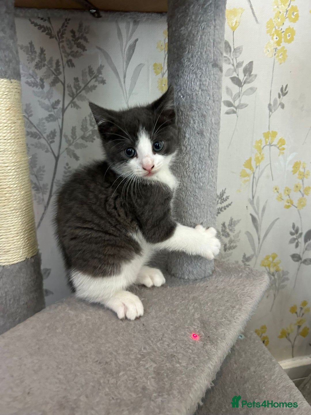 British Shorthair cats for sale: British short hair x tabby kittens  - Image 8