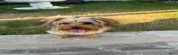 Yorkshire Terrier dogs for sale: Beautiful Yorkshire Terrier - Advert 4