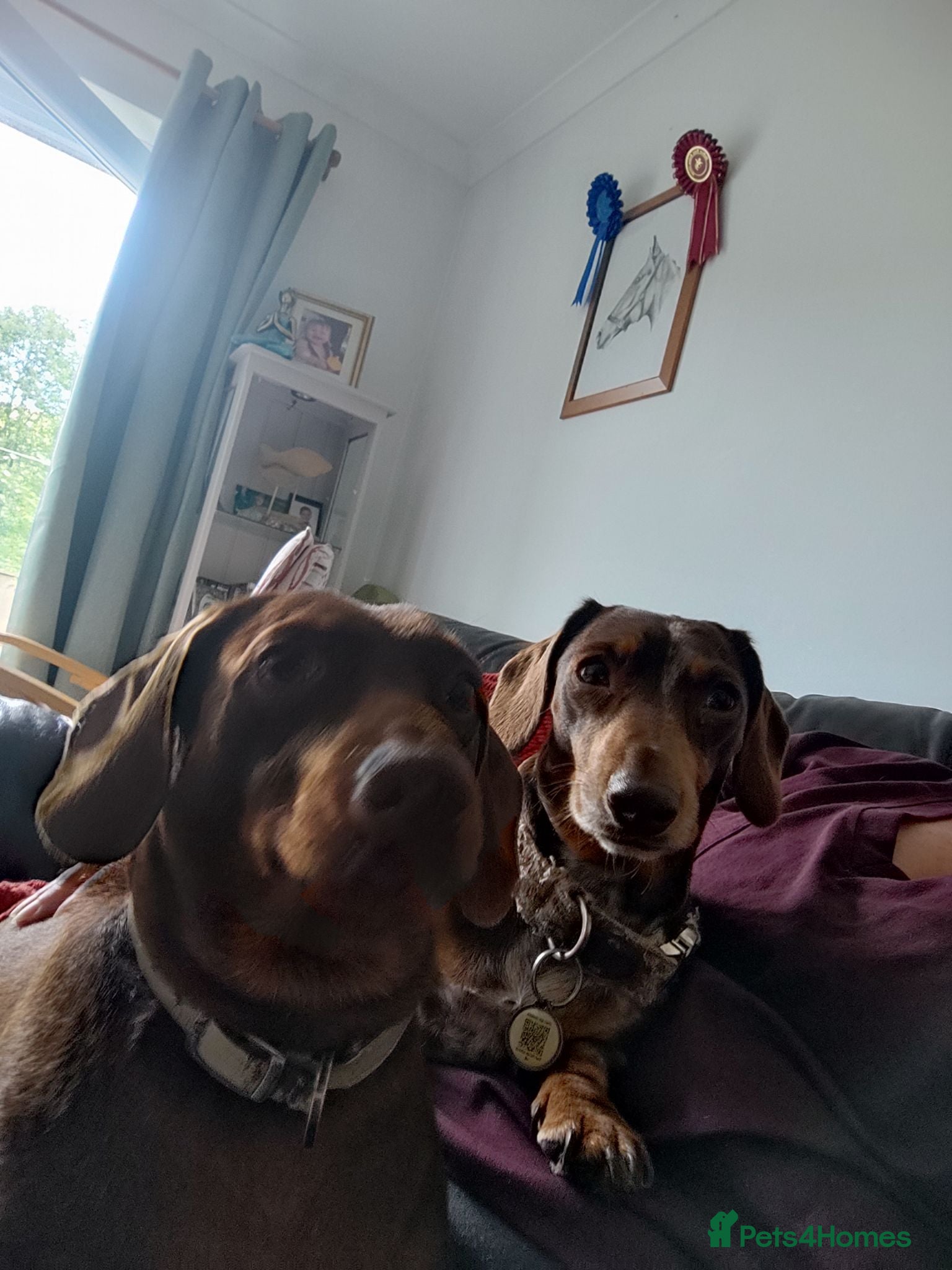 Dachshund dogs Dachshund puppies  - Advert 9