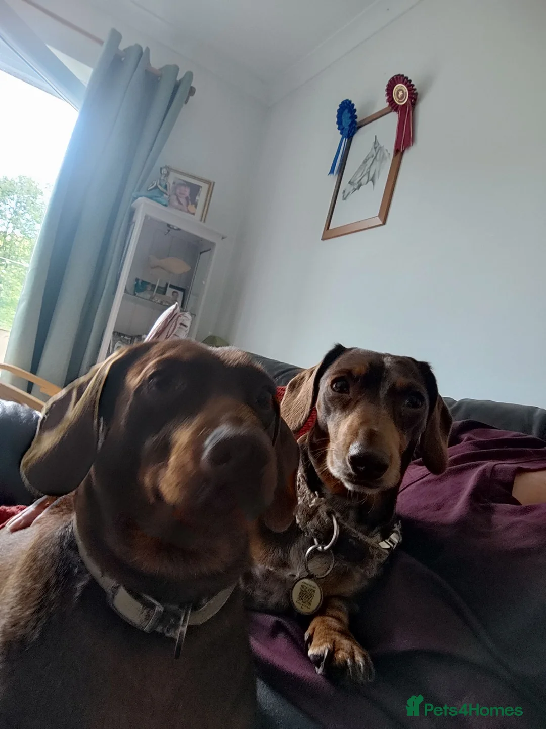 Dachshund dogs for sale: Dachshund puppies  - Advert 1