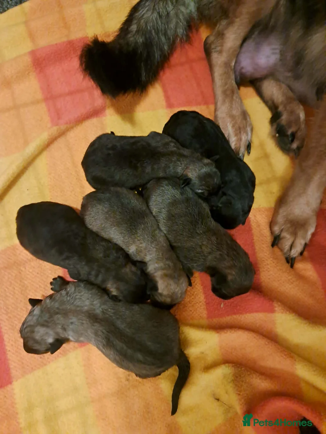 German Shepherd dogs for sale: German shepard puppies  in Rotherham - Advert 2