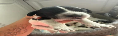 English Springer Spaniel 1