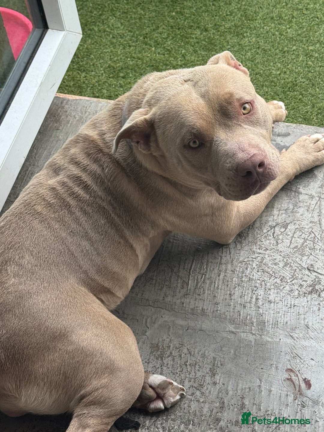 American Bully dogs for sale: Pocket Bully - Lilac (Female)  - Image 2