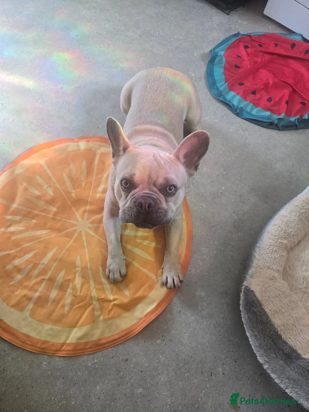 French Bulldog dogs for sale: Frenchie looking for his forever home - Advert 1