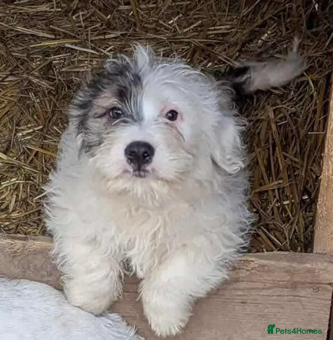 Mixed Breed dogs for adoption: Marble  - Advert 1