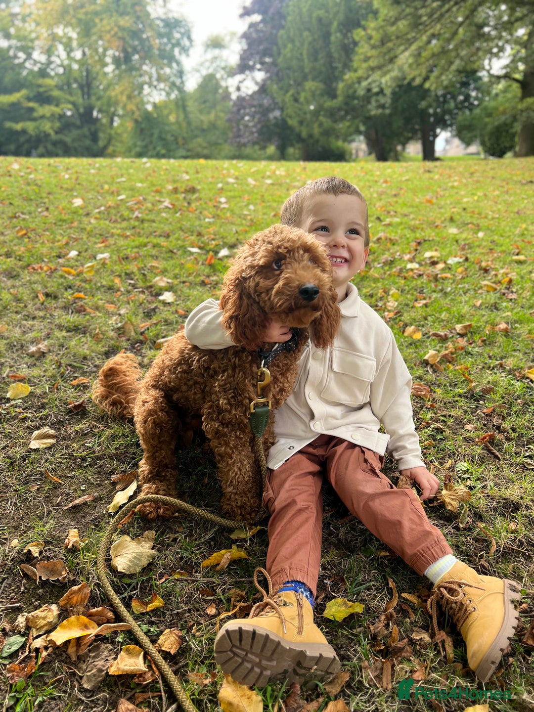 Miniature Poodle dogs for stud: Mini poodle STUD  - Image 3