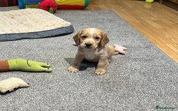Cocker Spaniel dogs for sale: Beautiful show type puppies  - Image 22