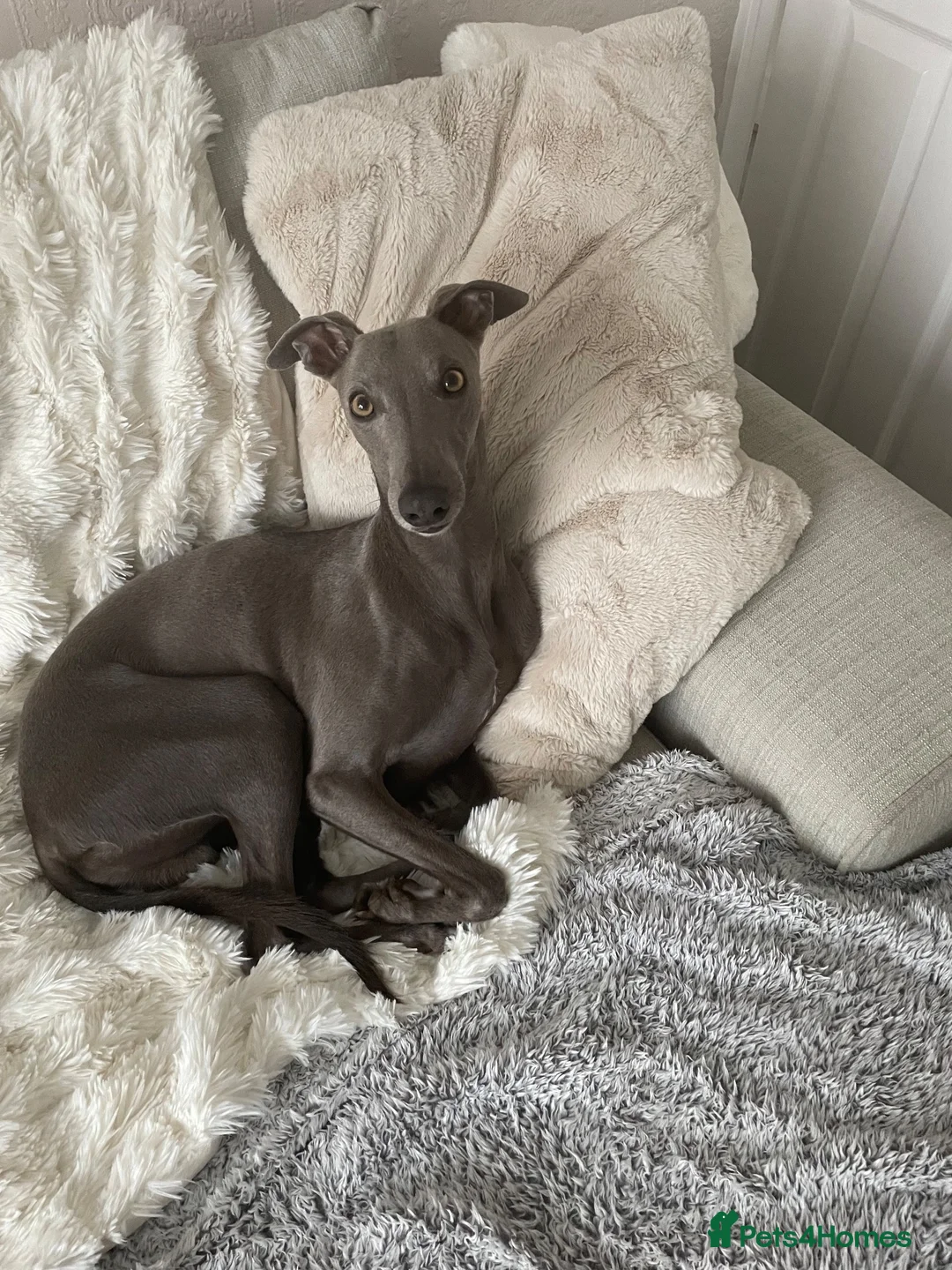 Whippet dogs for sale: Pure breed whippet in Filey - Advert 14