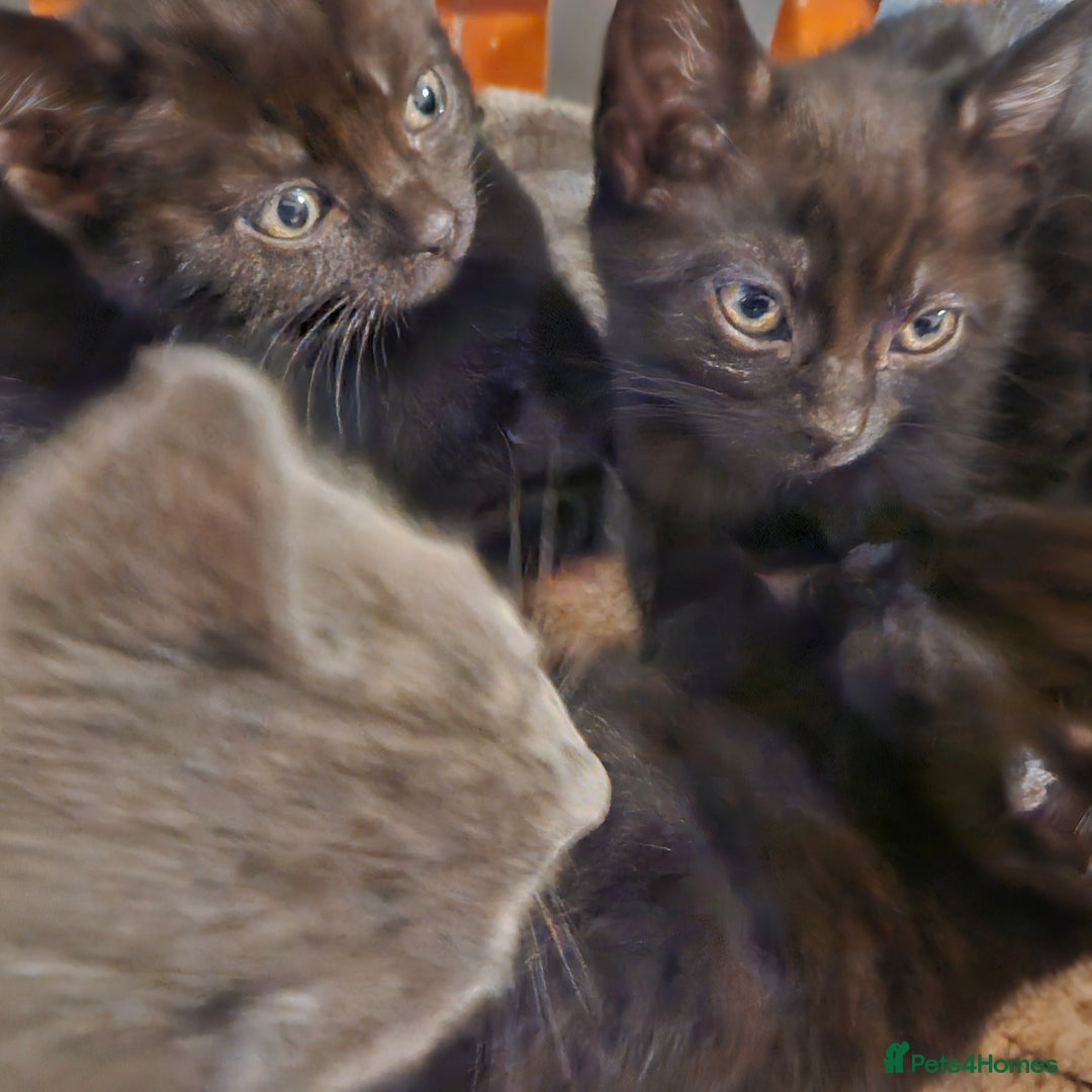 Mixed Breed cats for sale: 6 kittens for sale, ready now - Advert 9