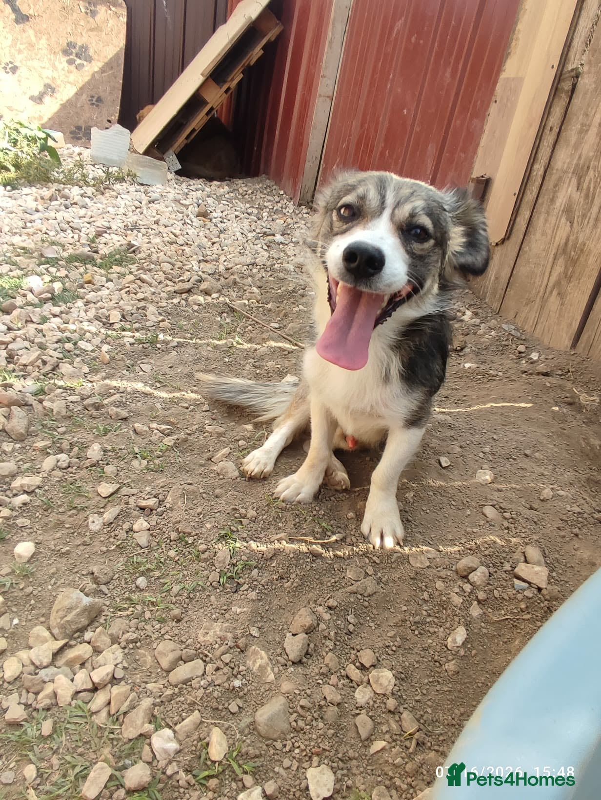 Mixed Breed dogs Muki 1 year old Macedonian  Rescue - Advert 1
