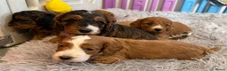 Cockapoo dogs for sale: F1 Cockapoo litter available  #DNA Health tested# - Advert 11