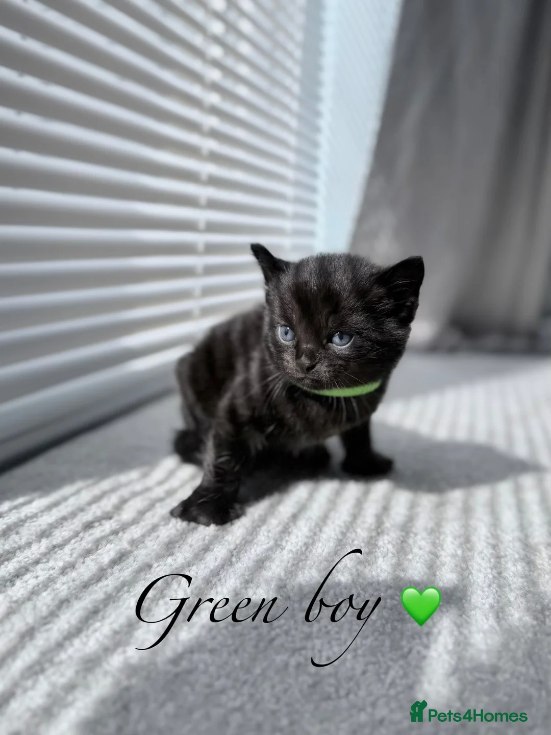 Mixed Breed cats for sale: 🐈‍⬛ Beautiful Russian Blue Cross Kittens 🐈‍⬛ - Advert 19