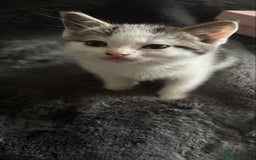 Mixed Breed cats for sale: Litter off 5 half bengal kittens  - Image 4