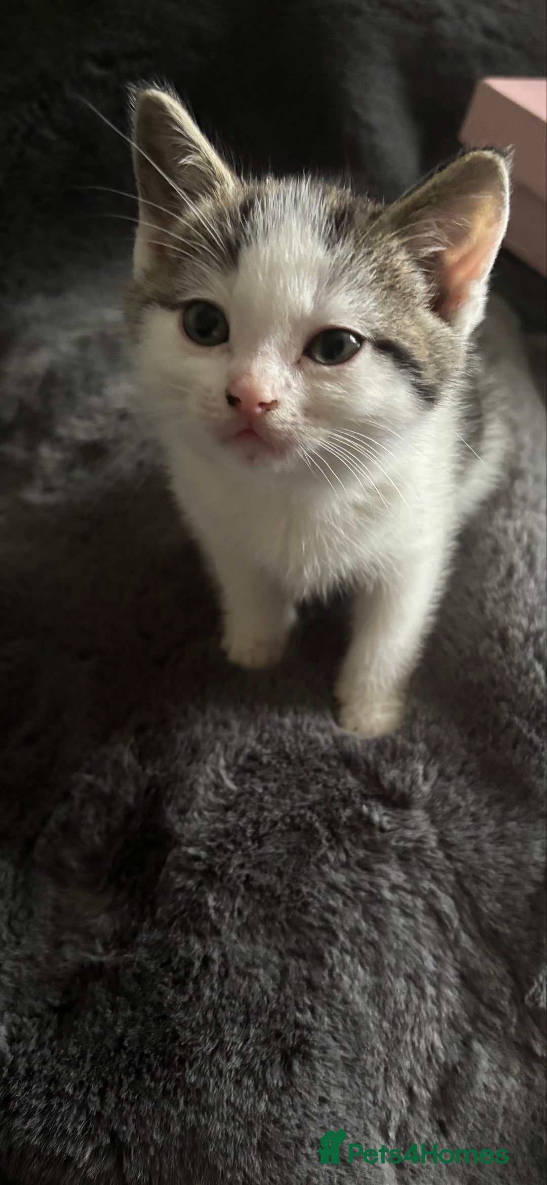 Mixed Breed cats for sale: Litter off 5 half bengal kittens  - Image 4