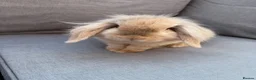 Mini Lion Lop rabbits for sale: Mini lion lop - Advert 2