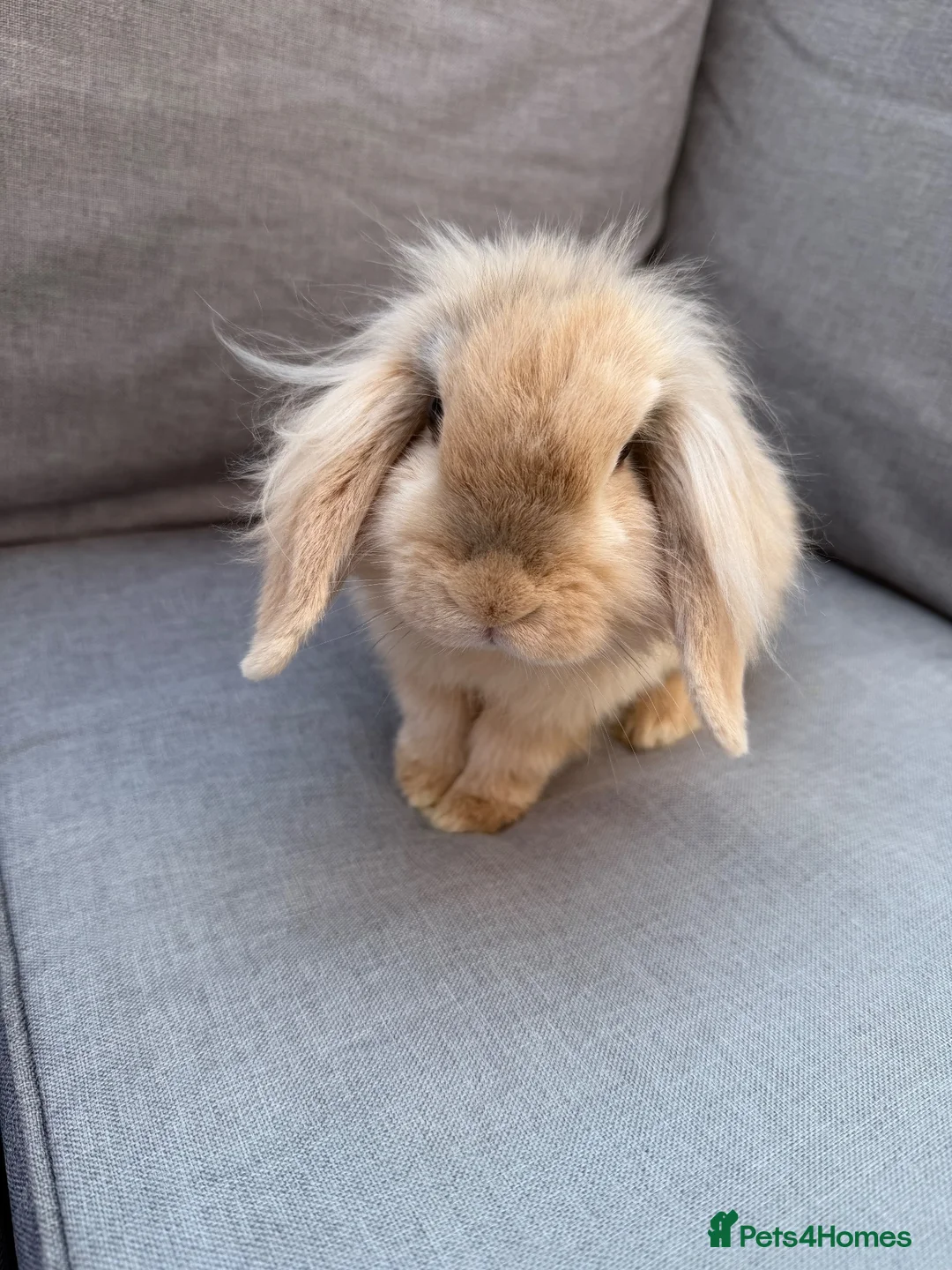 Mini Lion Lop rabbits for sale: Mini lion lop - Advert 2