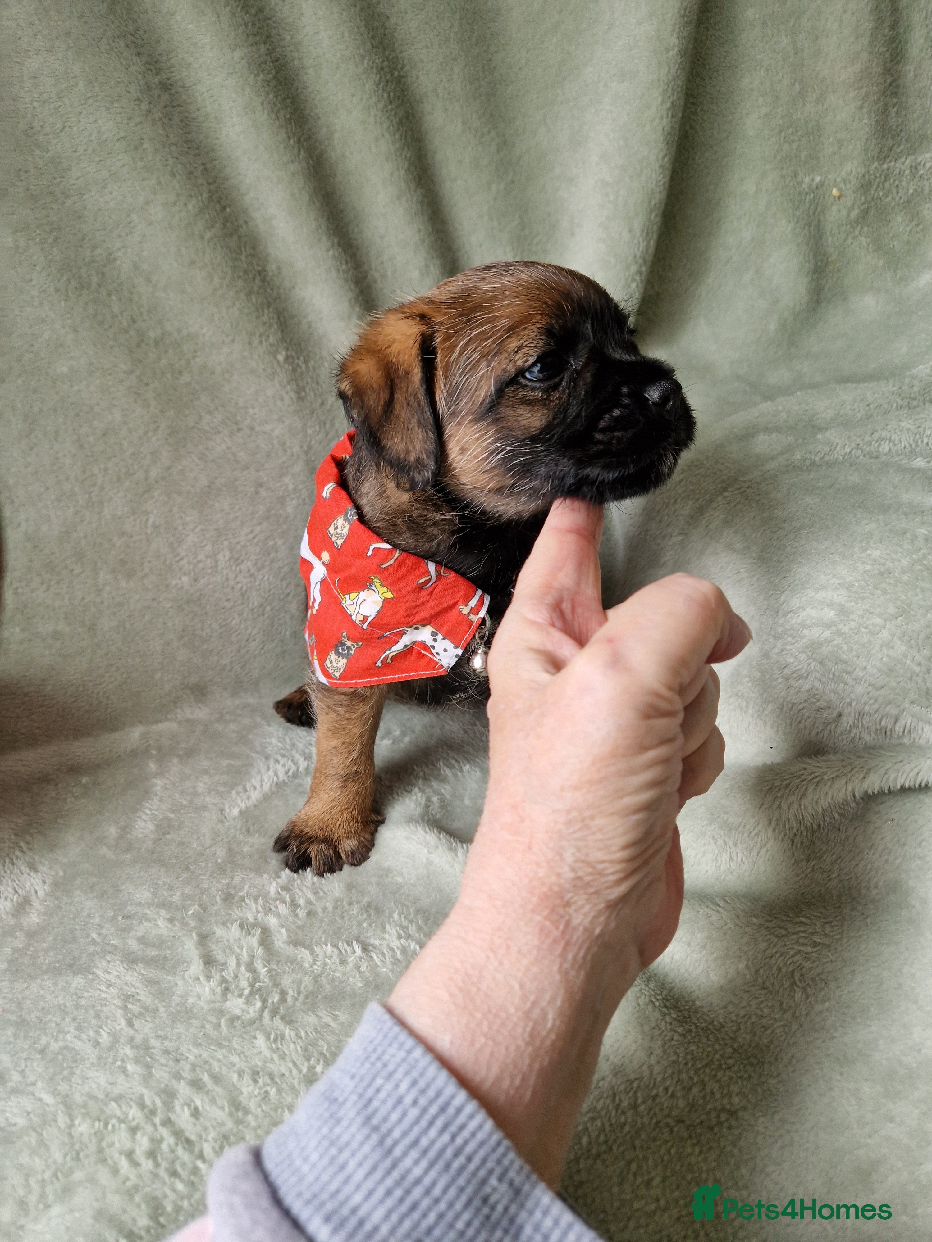 Border Terrier dogs Absolutely stunning border terrier pups slem clear - Advert 1