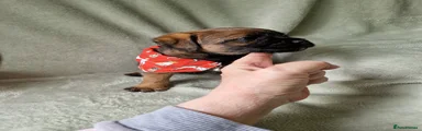 Border Terrier 1