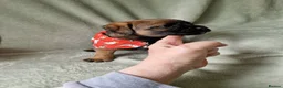 Border Terrier dogs for sale: Absolutely stunning border terrier pups slem clear - Advert 1
