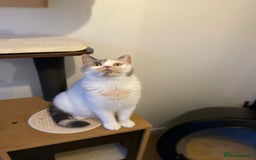 British Shorthair cats for sale: Active Champion Sired GCCF Female  - Image 3