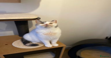 British Shorthair cats - Advert 14