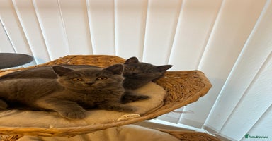 British Shorthair cats - Advert 6