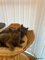 British Shorthair cats - Advert 6