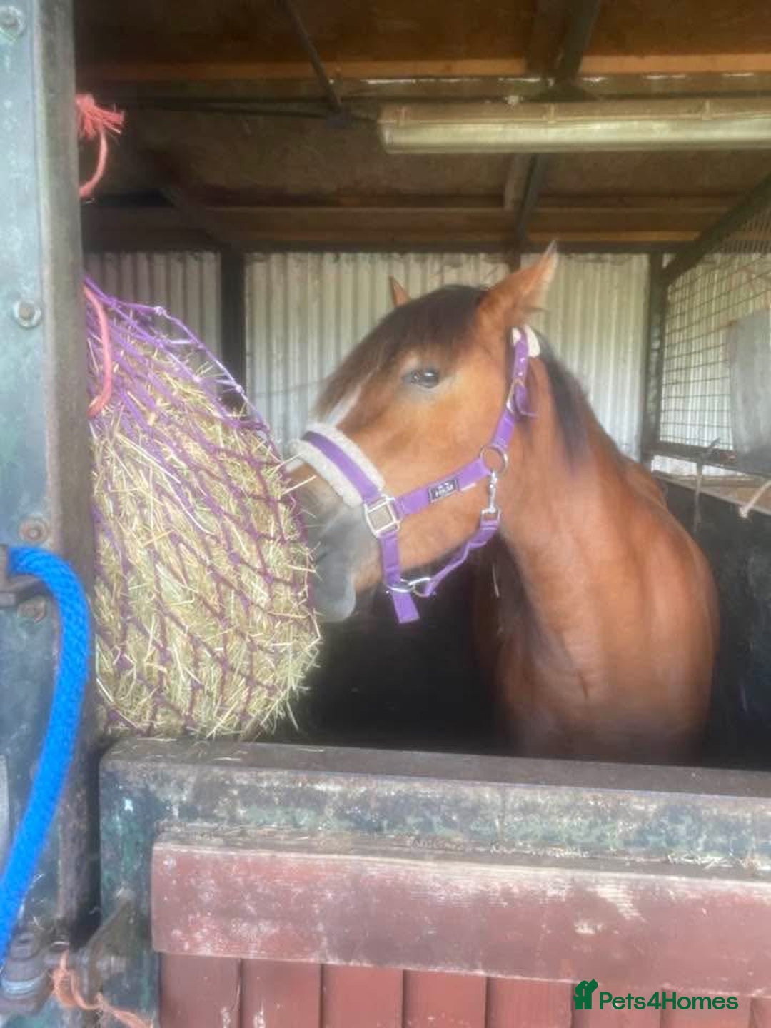 Riding pony horses for sale: ⭐️Now Sold ⭐️Bay Filly “FIZZI” for reluctant sale - Advert 11