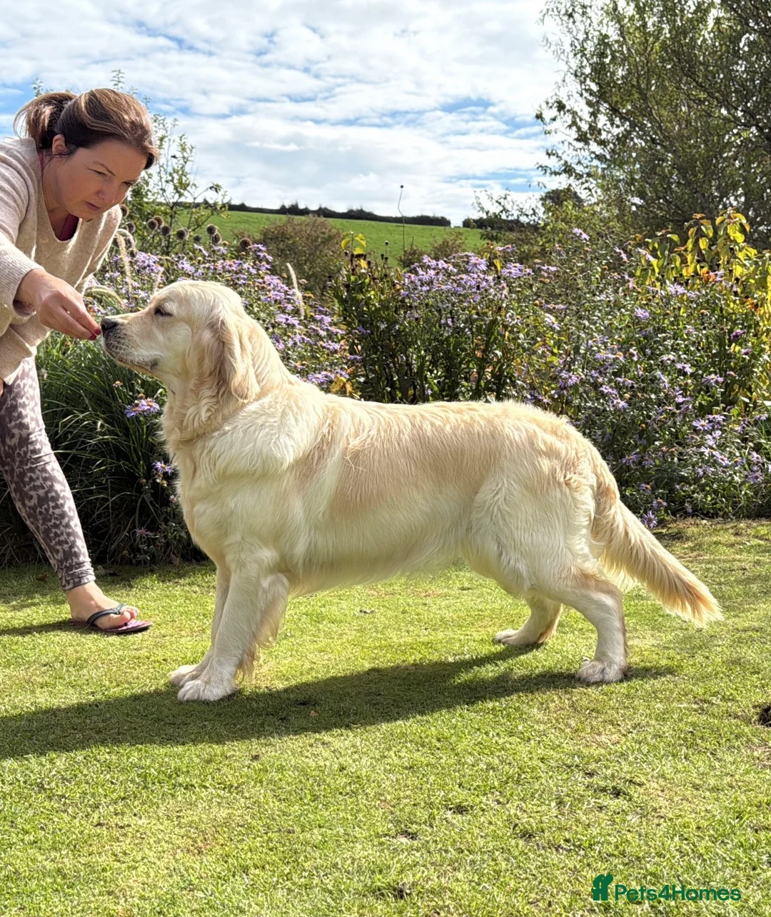 Golden Retriever dogs for sale: 6 x KC registered Golden Retriever pups  in Wadebridge - Advert 15