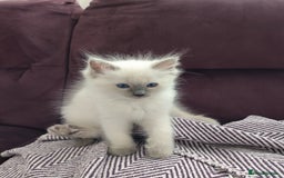 Ragdoll cats for sale: Adorable Ragdoll Kitten ready now - Image 8