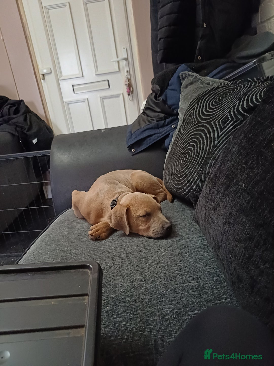 Mixed Breed dogs for sale: Karma - Advert 4