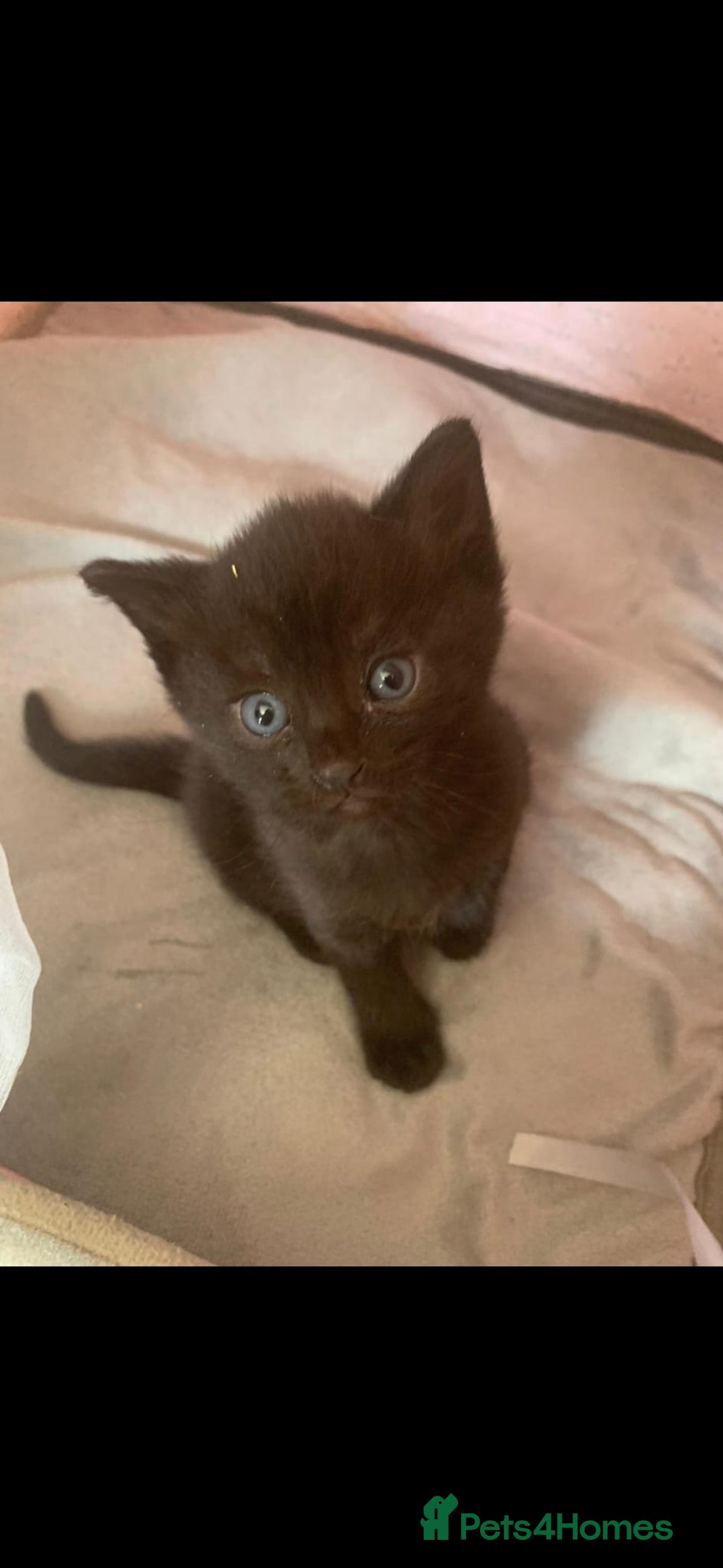 Mixed Breed cats for sale: Tabby mixed stunning litter - Image 10