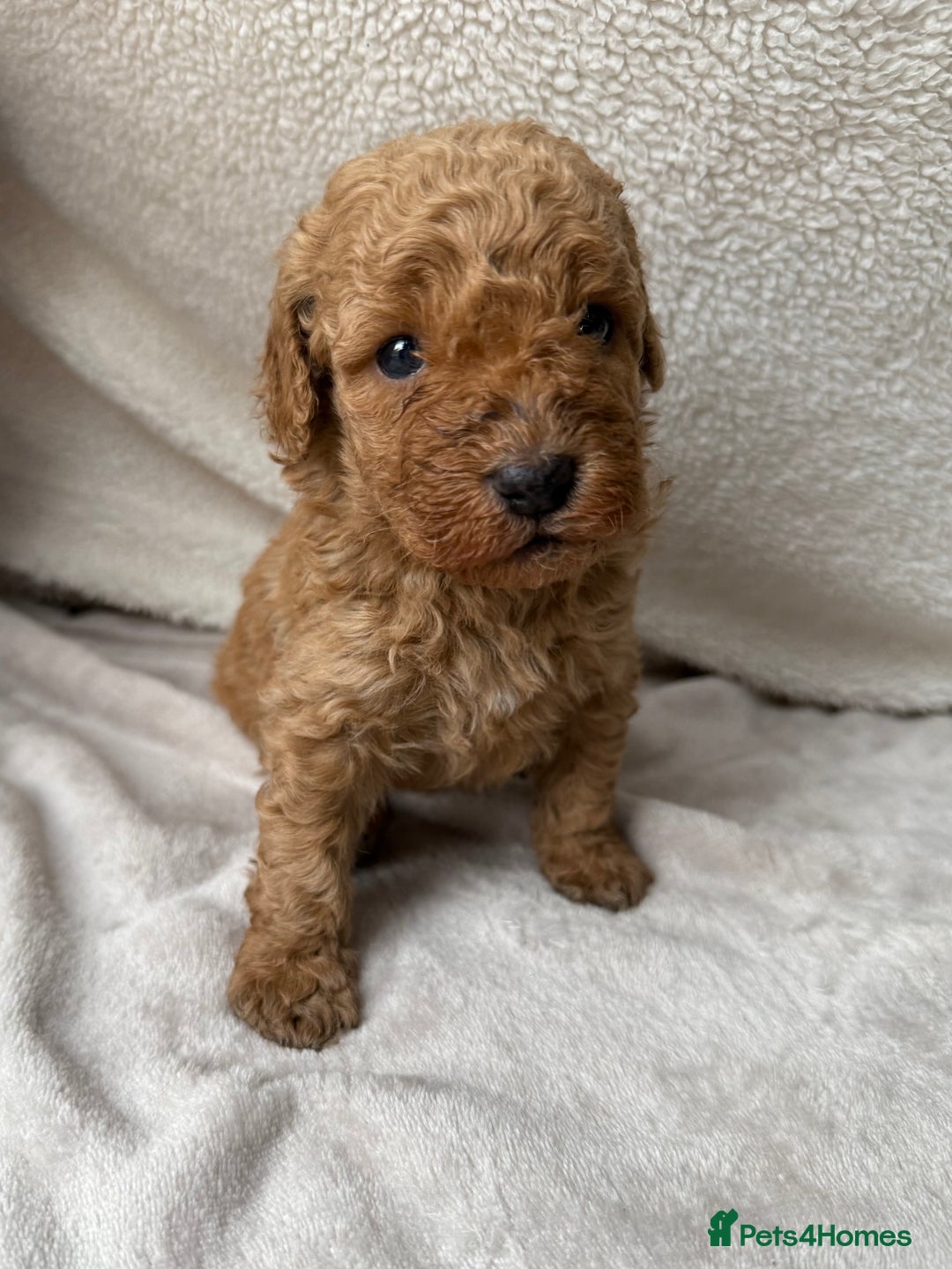 Cavapoo dogs for sale: Adorable Cavapoo Puppies - Advert 7